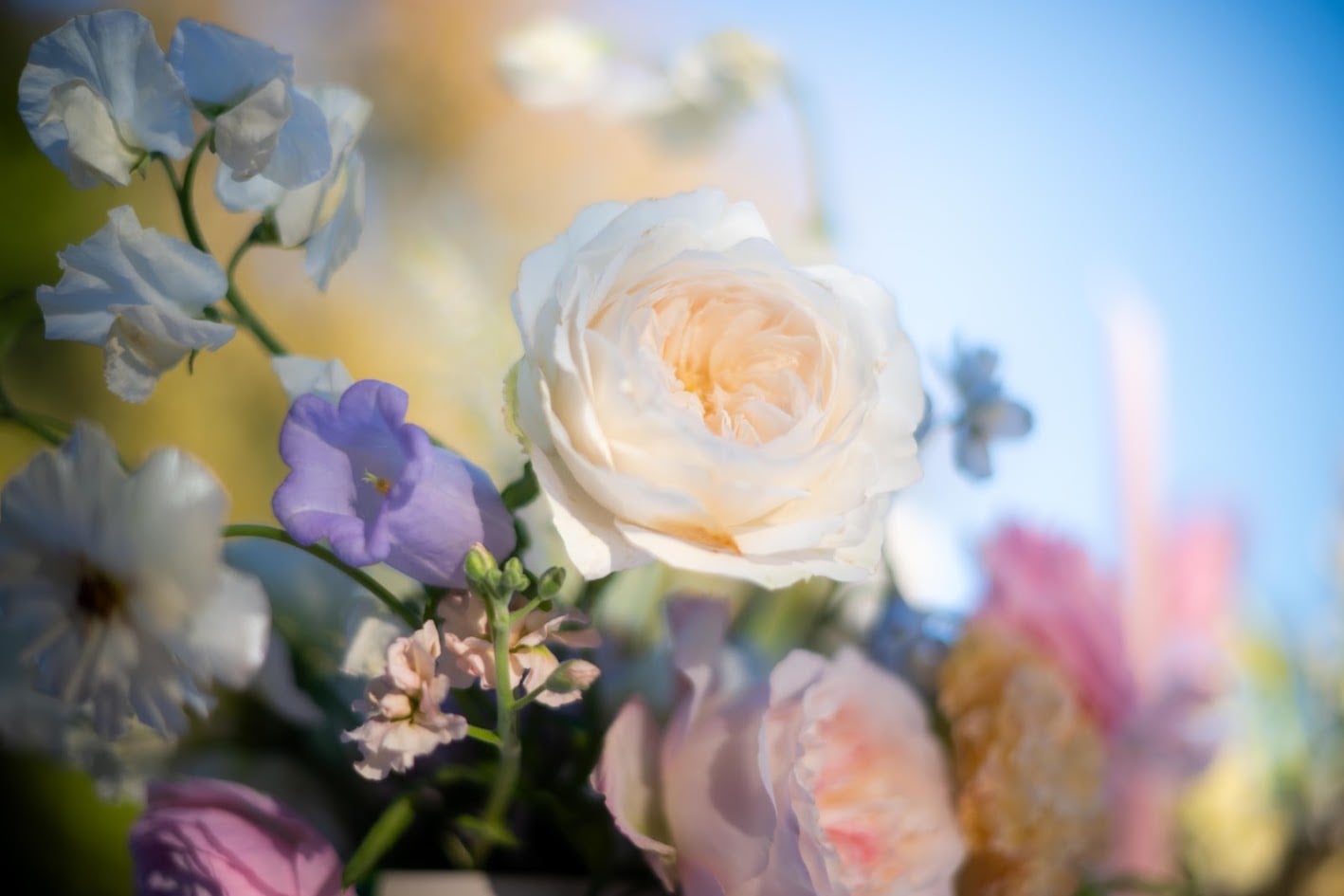 Pastel flowers in soft evening light